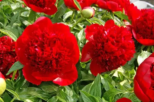 Peony Red Charm