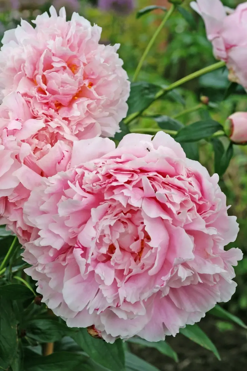 Peony Sarah Bernhardt