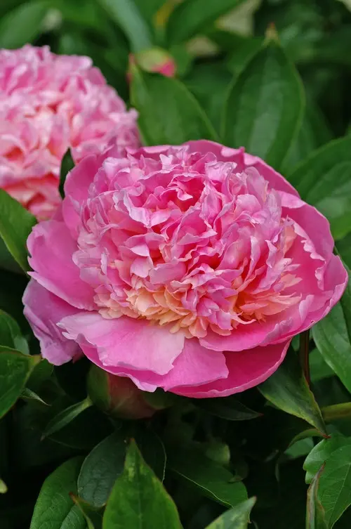Peony Sorbet