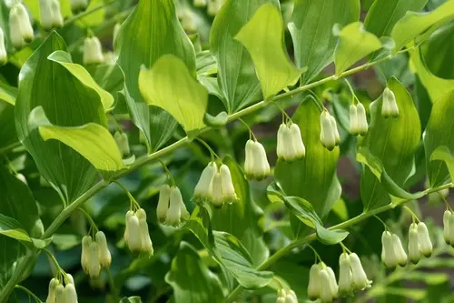Polygonatum