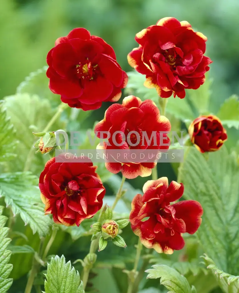 Potentilla