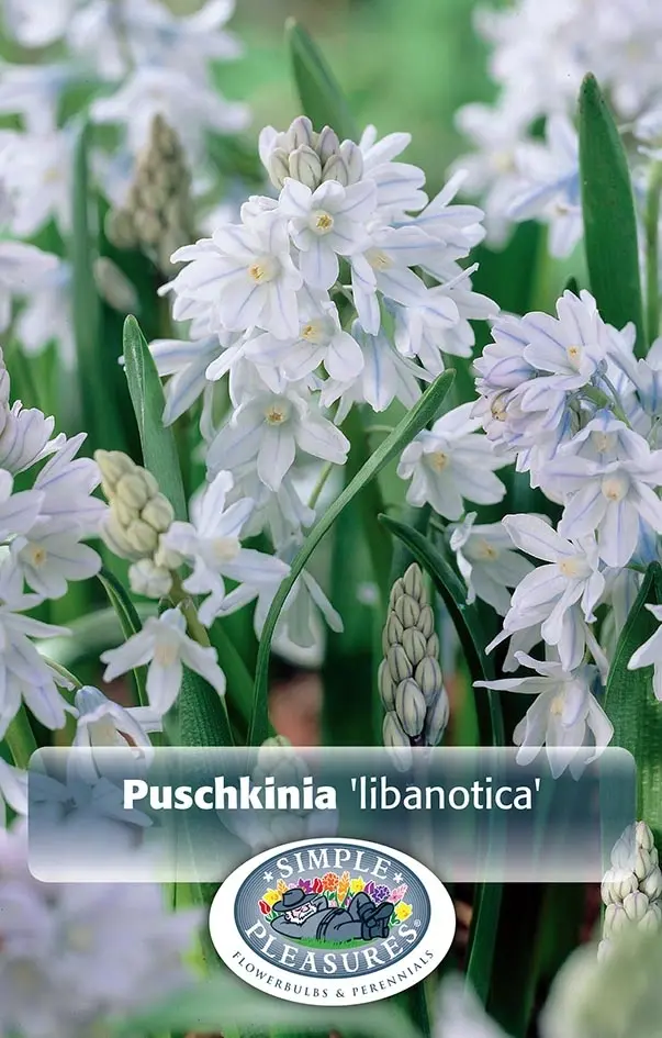 Puschkinia