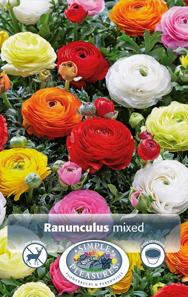 Ranunculus