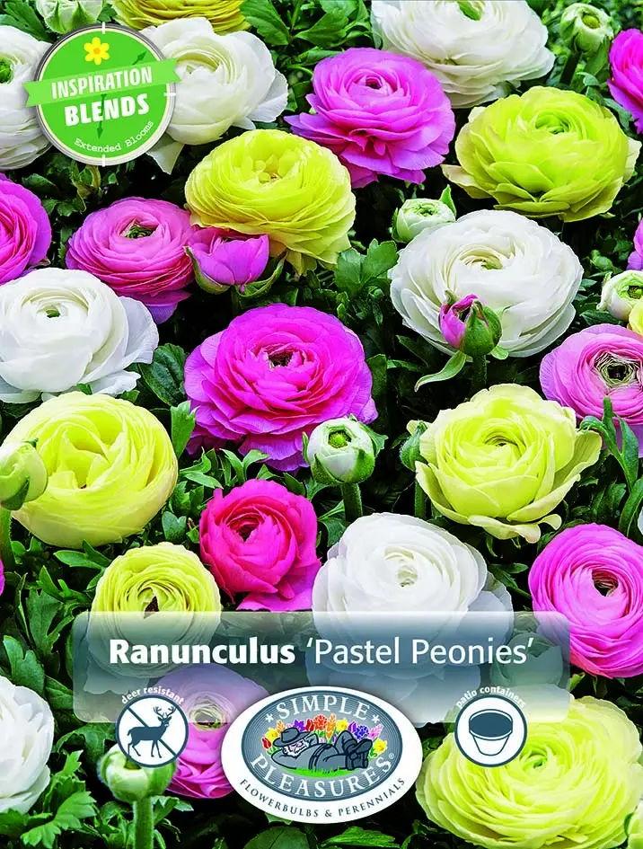Ranunculus