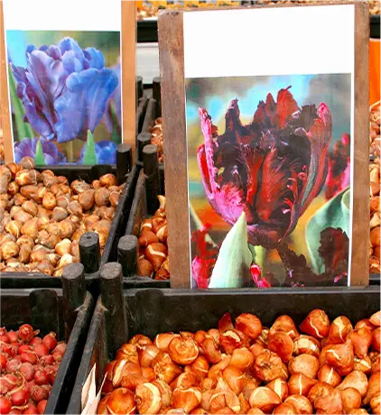 Retail | Garden Centers