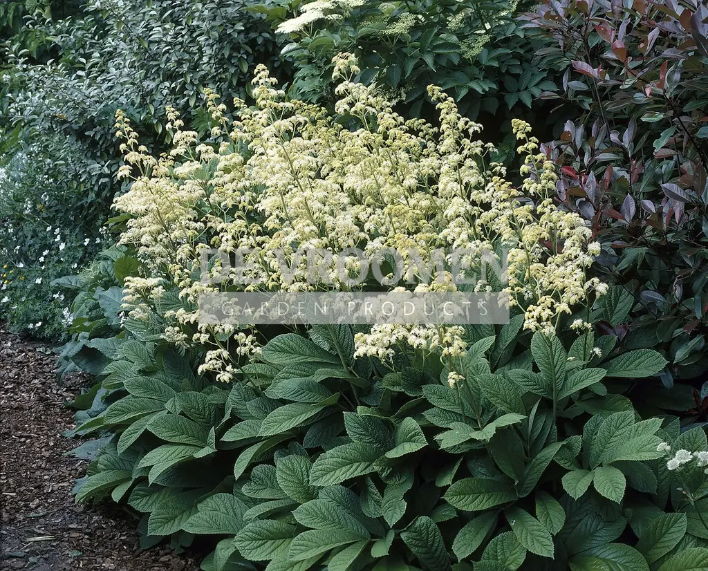 Rodgersia