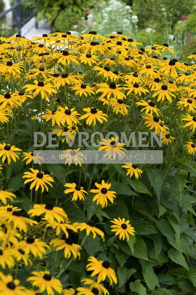 Rudbeckia