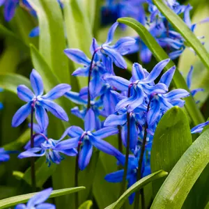 Scilla