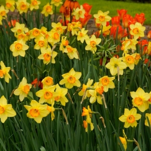 See all daffodils