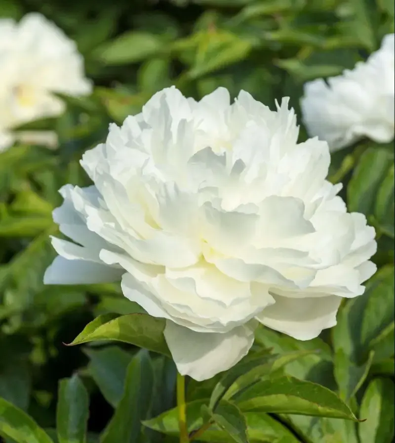 See all peonies