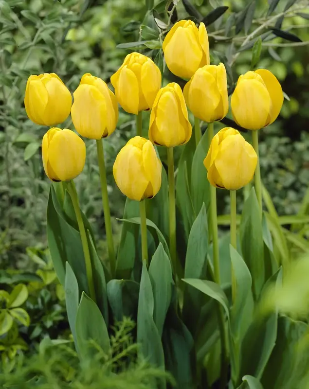 See all tulips See all tulips