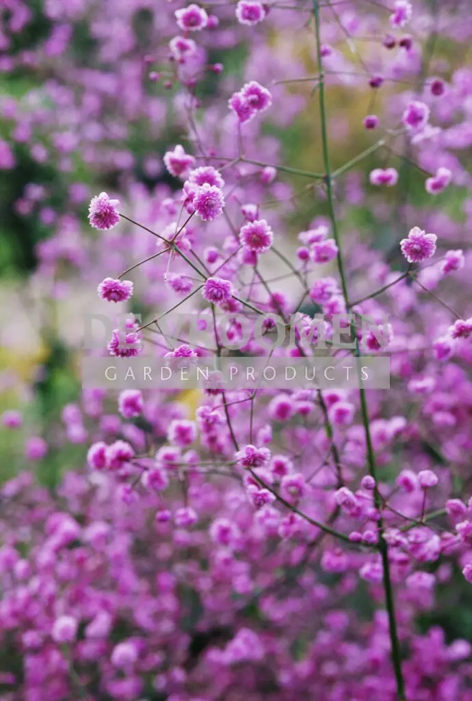 Thalictrum