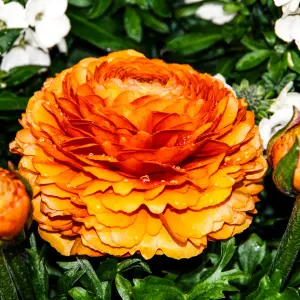 Tomer® Pot Ranunculus