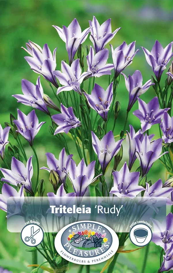 Triteleia