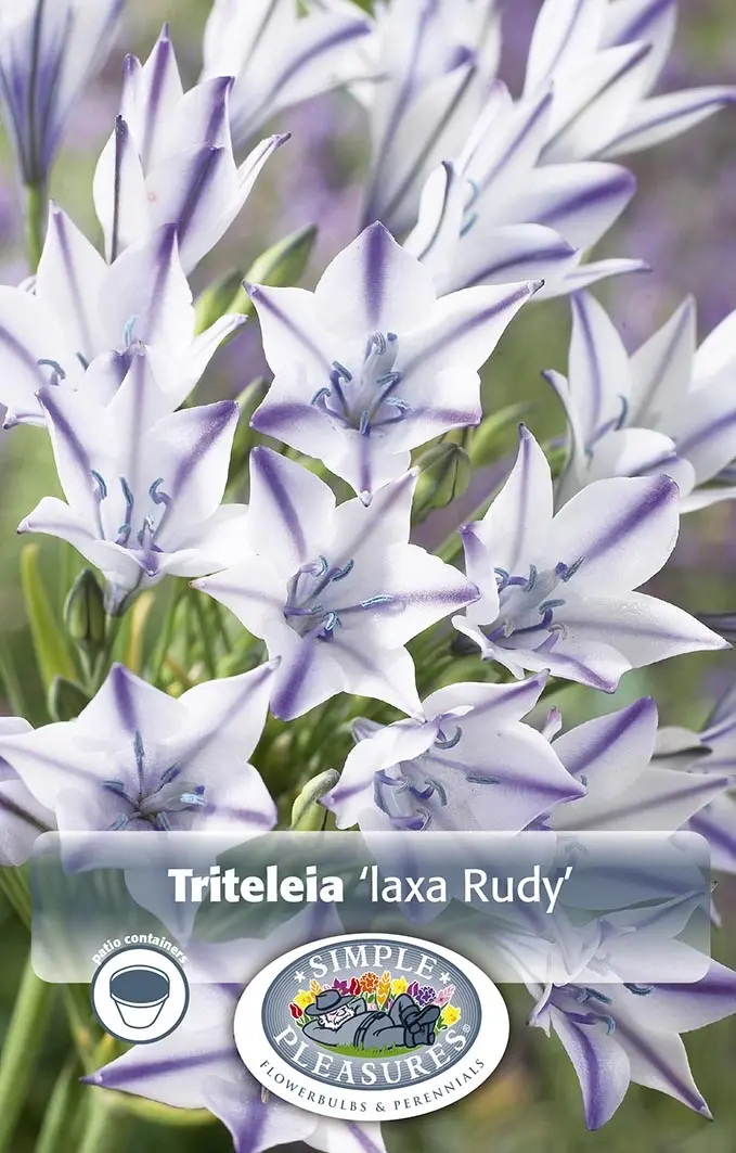 Triteleia