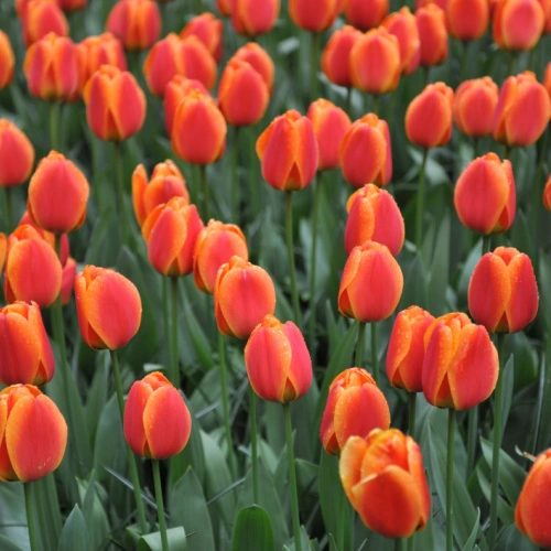 Tulip Apeldoorn Tulip Apeldoorn