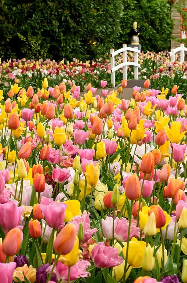 Tulip Blends Tulip Blends