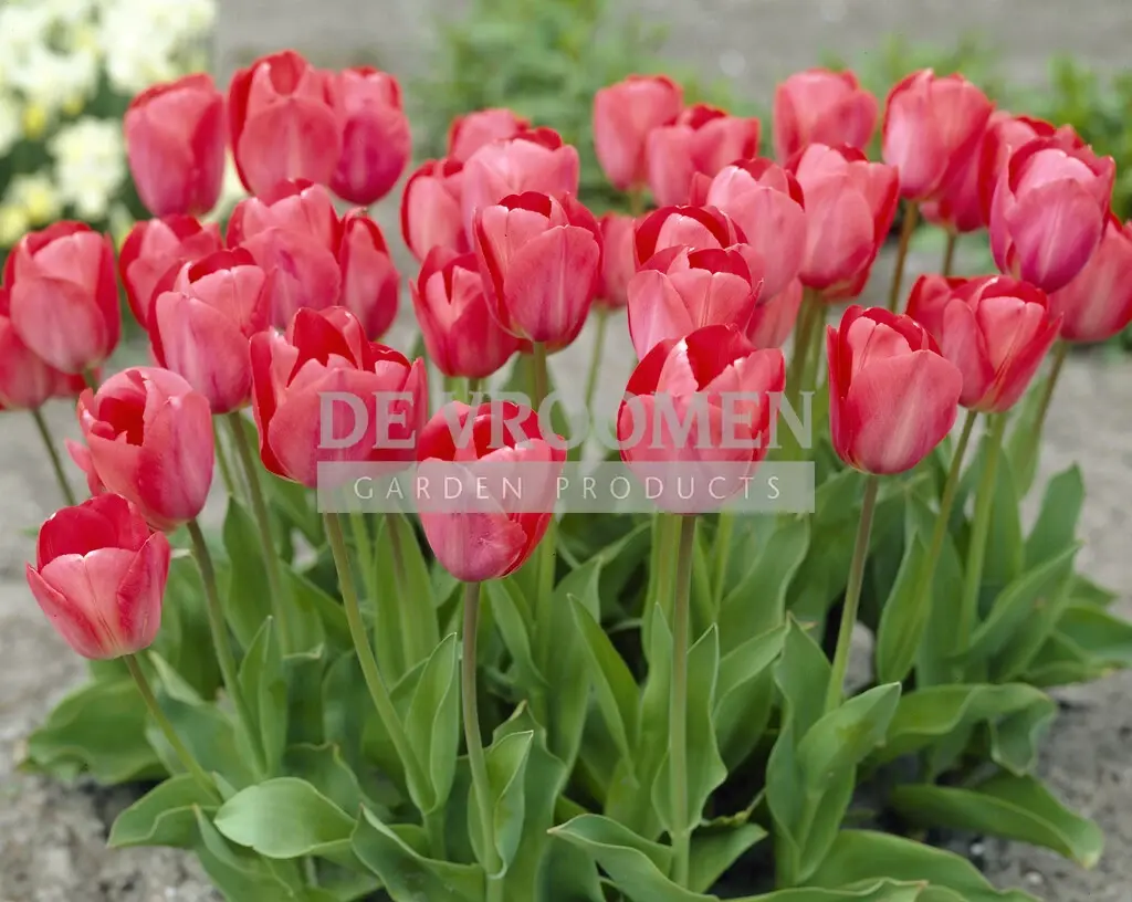 Tulip Darwin Hybrid