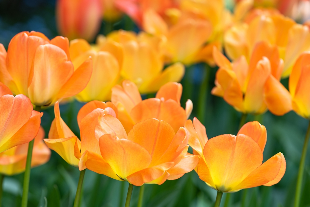 Tulip Daydream Tulip Daydream