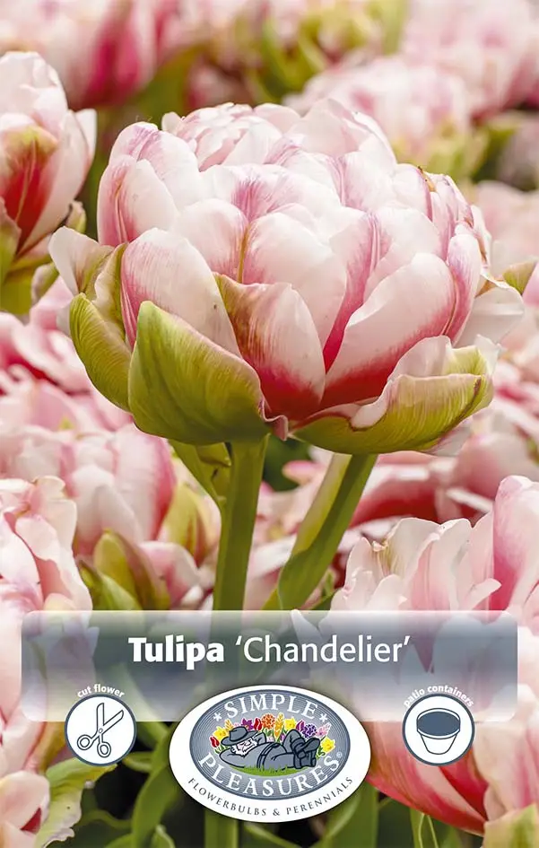 Tulip Double Late Peony