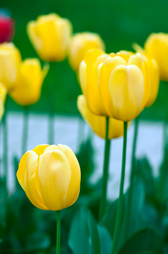 Tulip Golden Parade Tulip Golden Parade