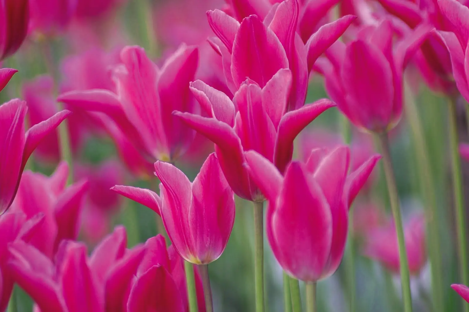 Tulip Lily-Flowering