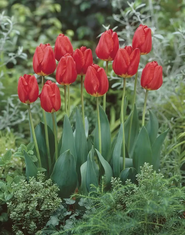 Tulip Oxford Tulip Oxford