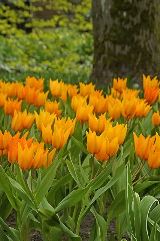 Tulip Praestans
