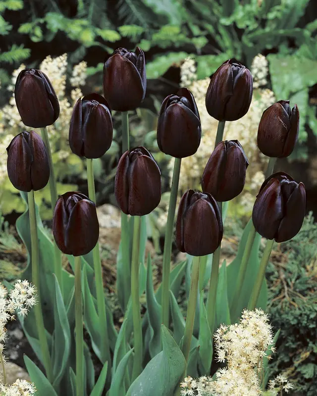 Tulip Queen of Night Tulip Queen of Night