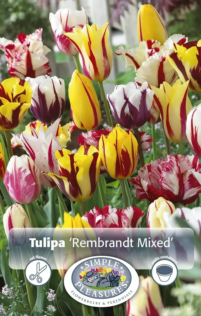 Tulip Rembrandt