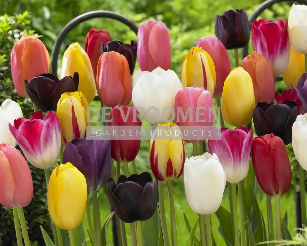 Tulip Single Late