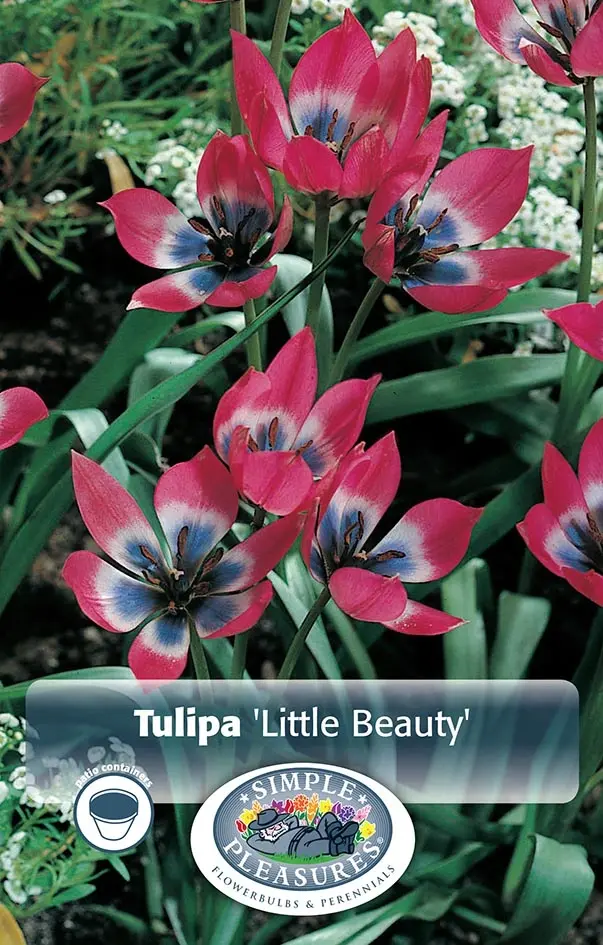 Tulip Specie
