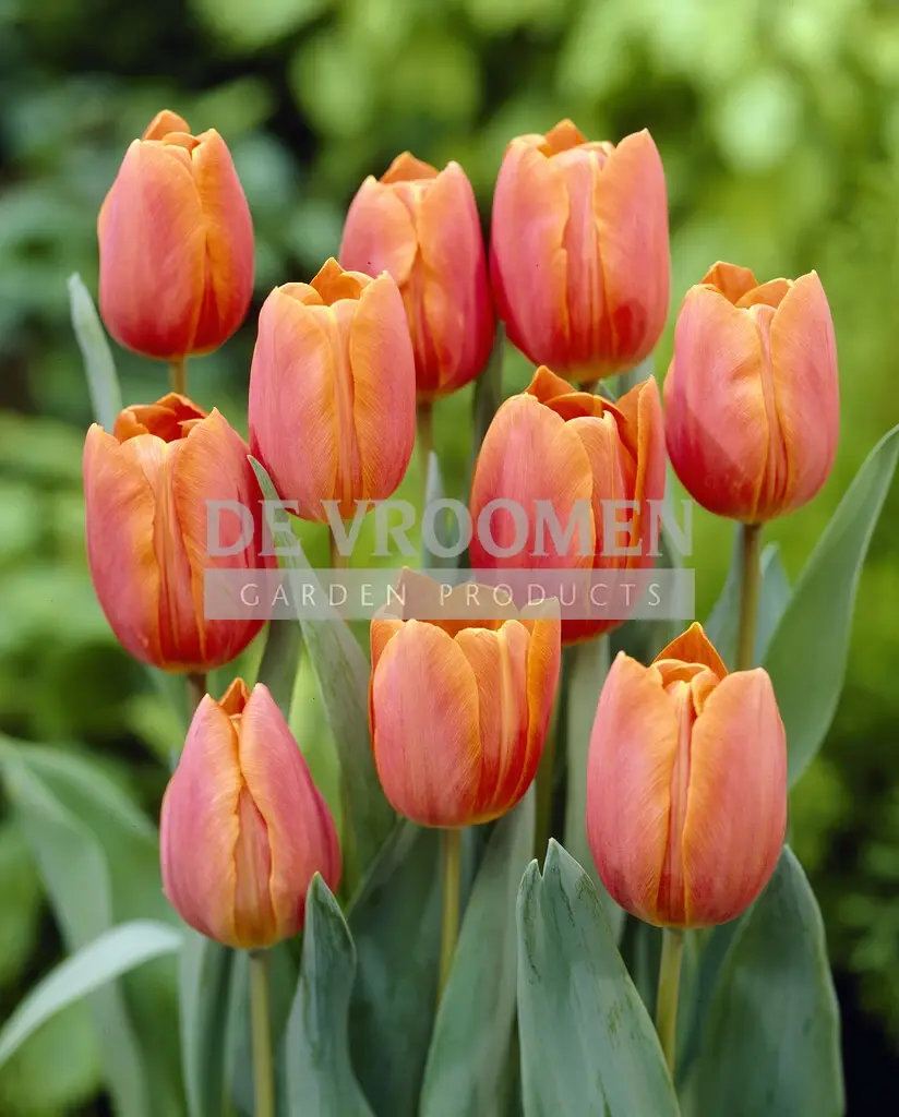 Tulip Triumph