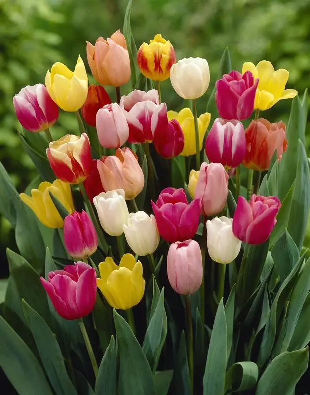Tulip Triumph Mix Tulip Triumph Mix