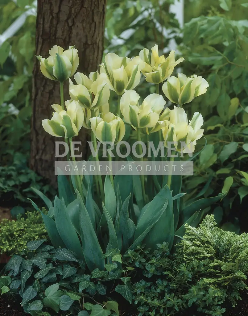 Tulip Viridiflora