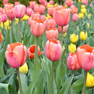 Tulips