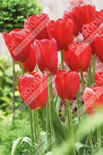 Tulips