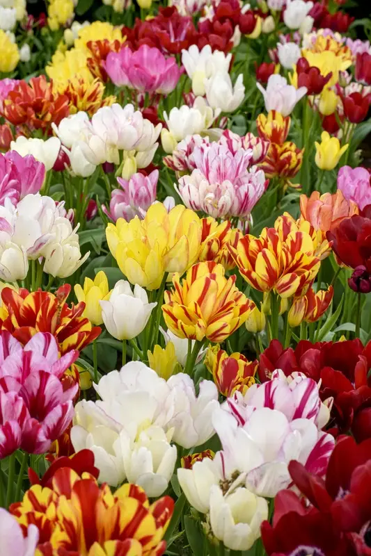Tulips