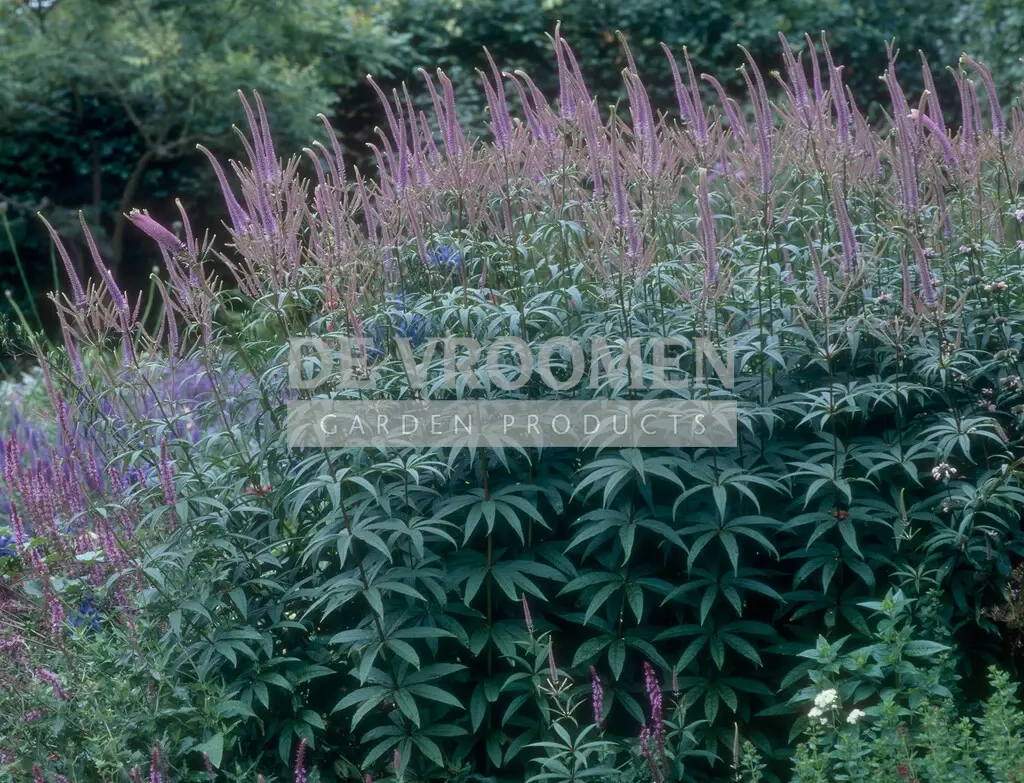 Veronicastrum