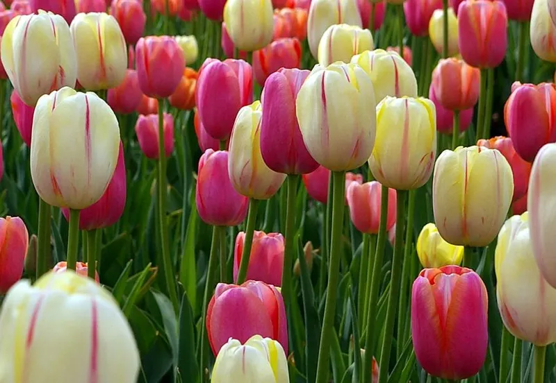 A Sneak Peak at our 2026 Fall Catalogs