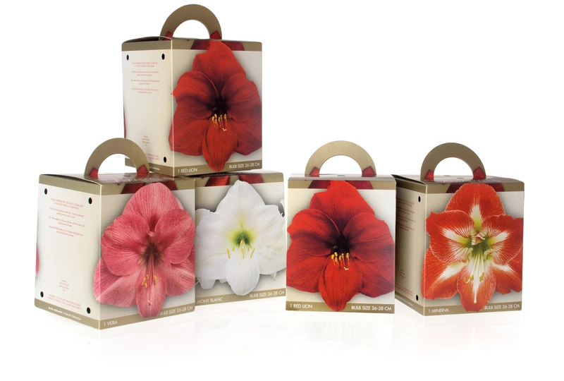 Amaryllis: A Gift That Grows!