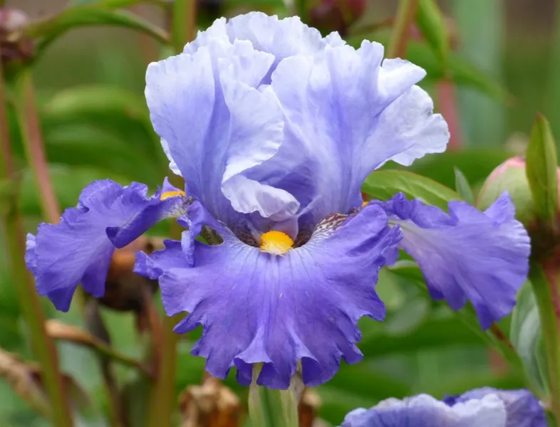 Bearded Iris Sale