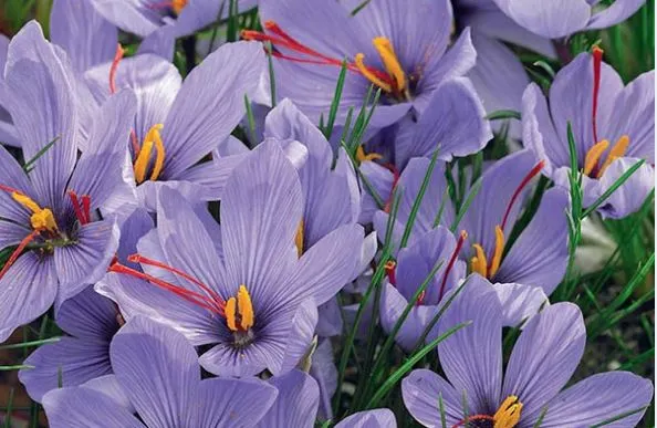 Did you know that saffron, one of the world’s most valuable spices, comes from a flower?