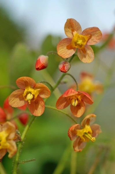 Epimedium 32-Cell Plugs – Shade Garden Essentials
