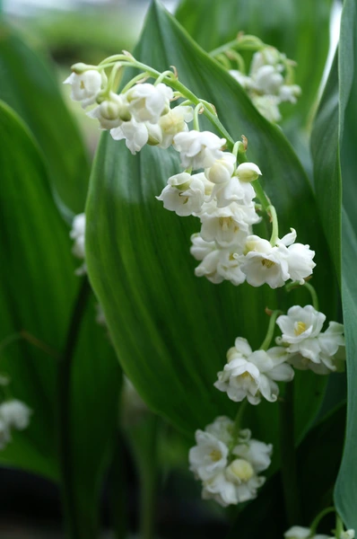 Explore Our Spring Availability