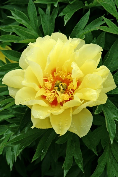Fall in Love with Fall Peonies