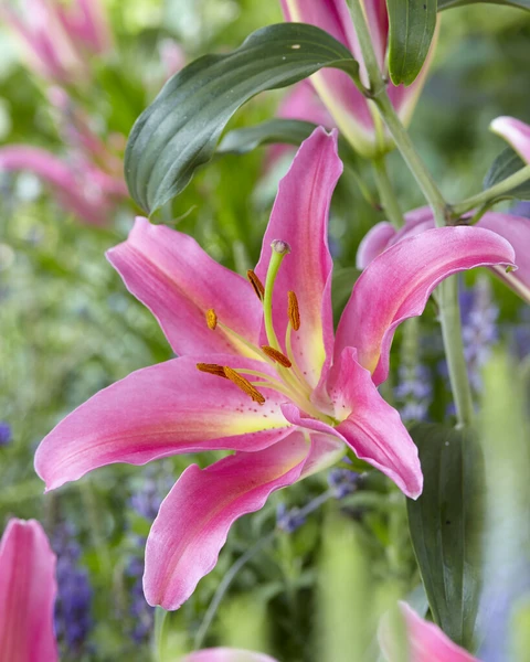 Fall Special 2026 | Lilium ‘Mount Cook’