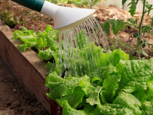 Nursery and Greenhouse operation prep for spring