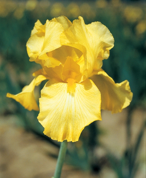 Our Sping Availability is Now Online