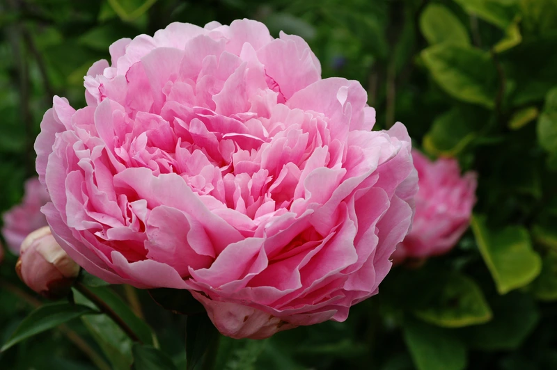 Peony Season Starts at the Root!